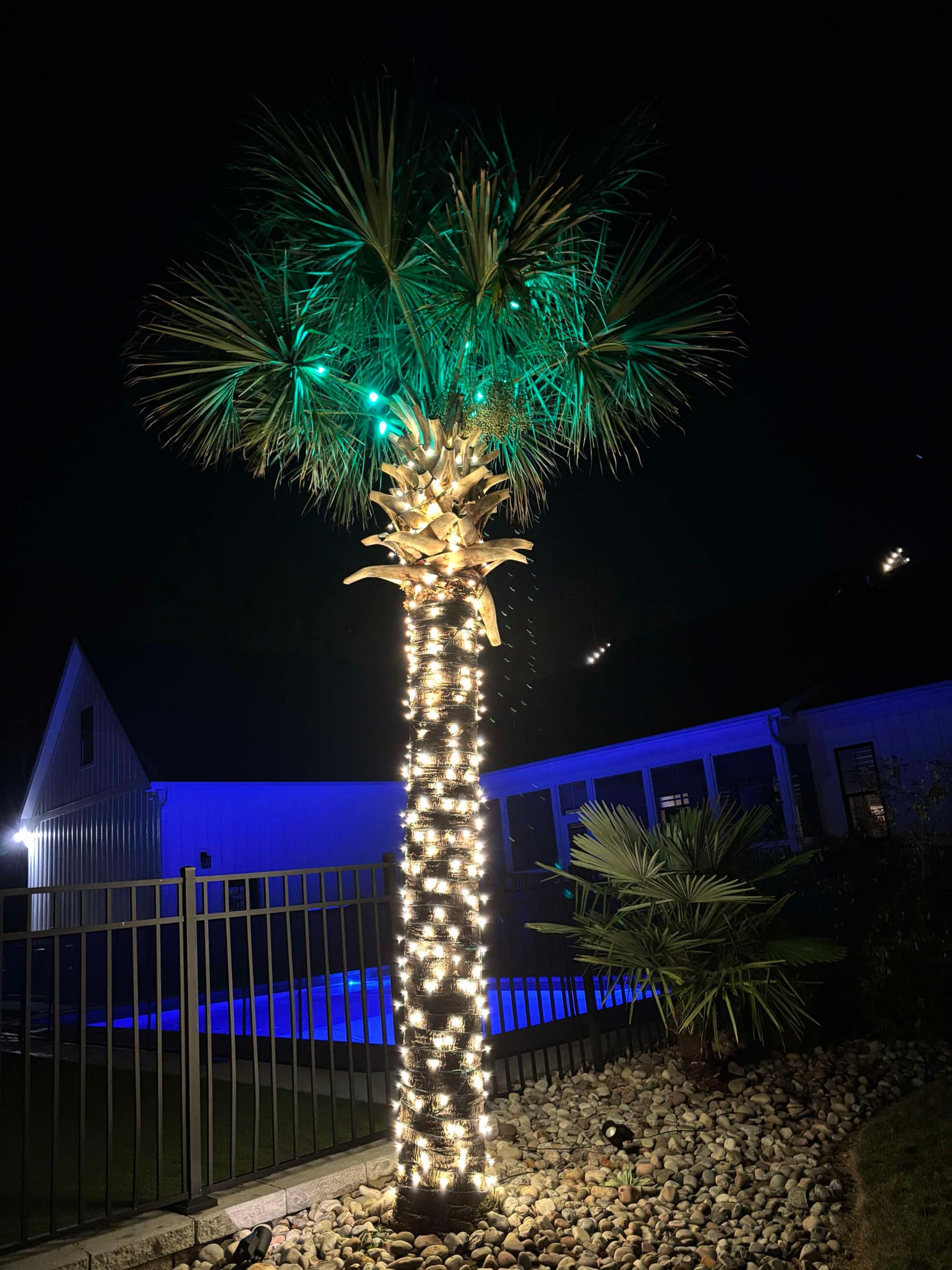 Holiday light installation on palm tree