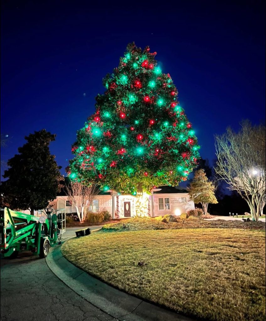 Tree light installation